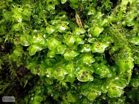 Scapania nemorea